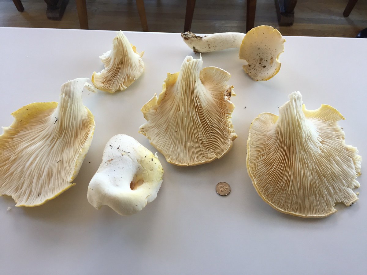 Checked a local spot for morels Sunday, though I knew it was too early. Instead discovered the largest oyster mushrooms I've ever found. Notice the quarter for scale. These made a delicious tart last night.