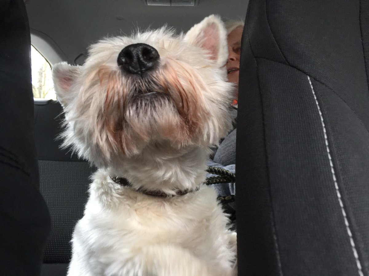 theabingdontaxi's tweet photo. #DogsinTaxis
Millie, age 12
#Abingdon https://t.co/QMiCxLwtFB