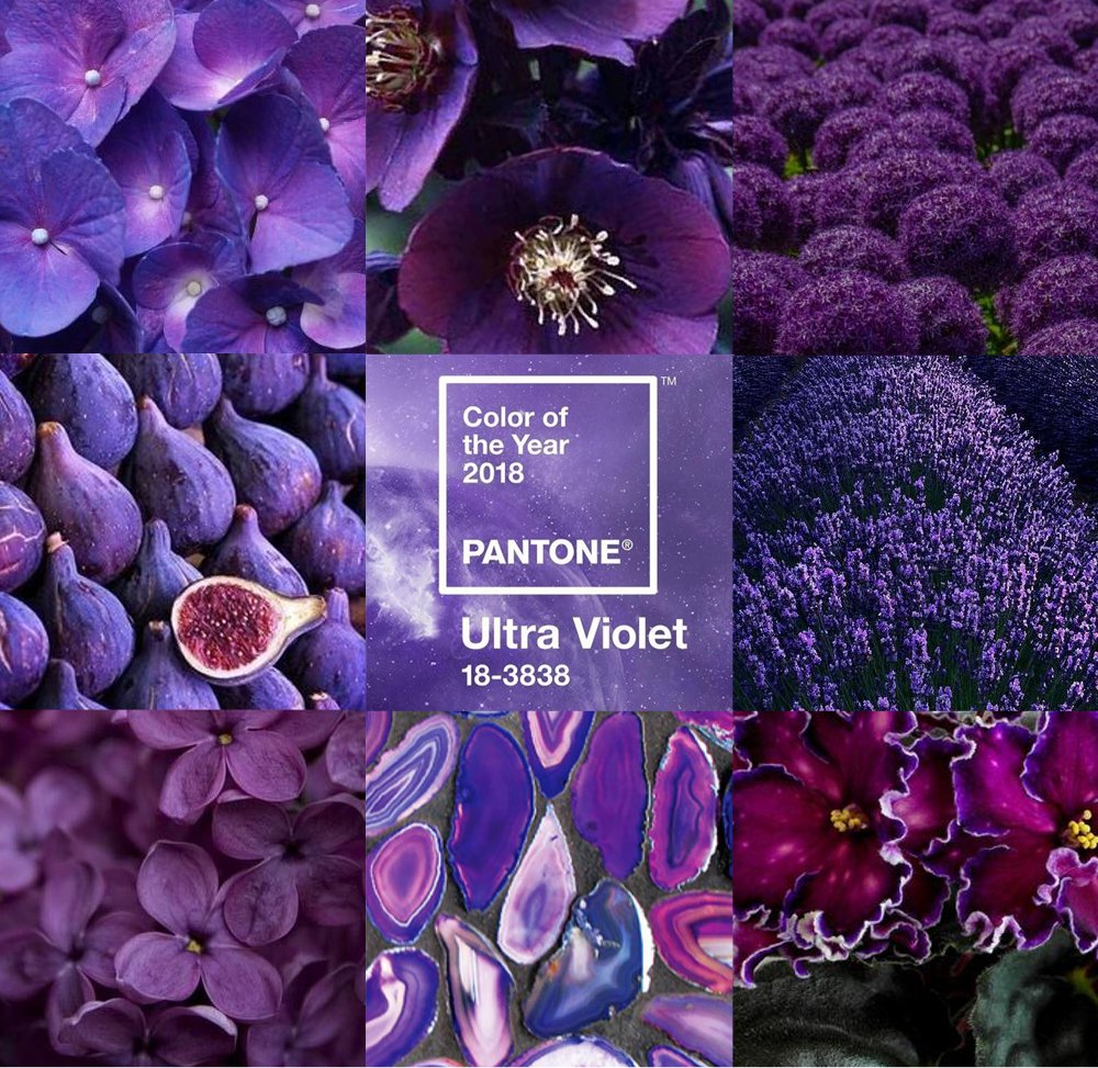 HardingBotanica's tweet image. UltraViolet @Pantone 2018 color of the year!! #coloroftheyear #ultraviolet #pantone