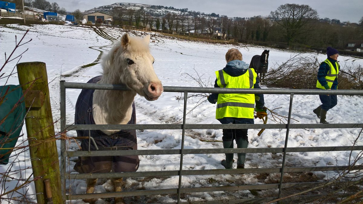 HowardKasia's tweet photo. Snow ponies entertaining our snow volunteers at #LlwynCelyn @LandmarkTrust today. Our wonderful volunteers are very hardy! https://t.co/SufCzjFdad