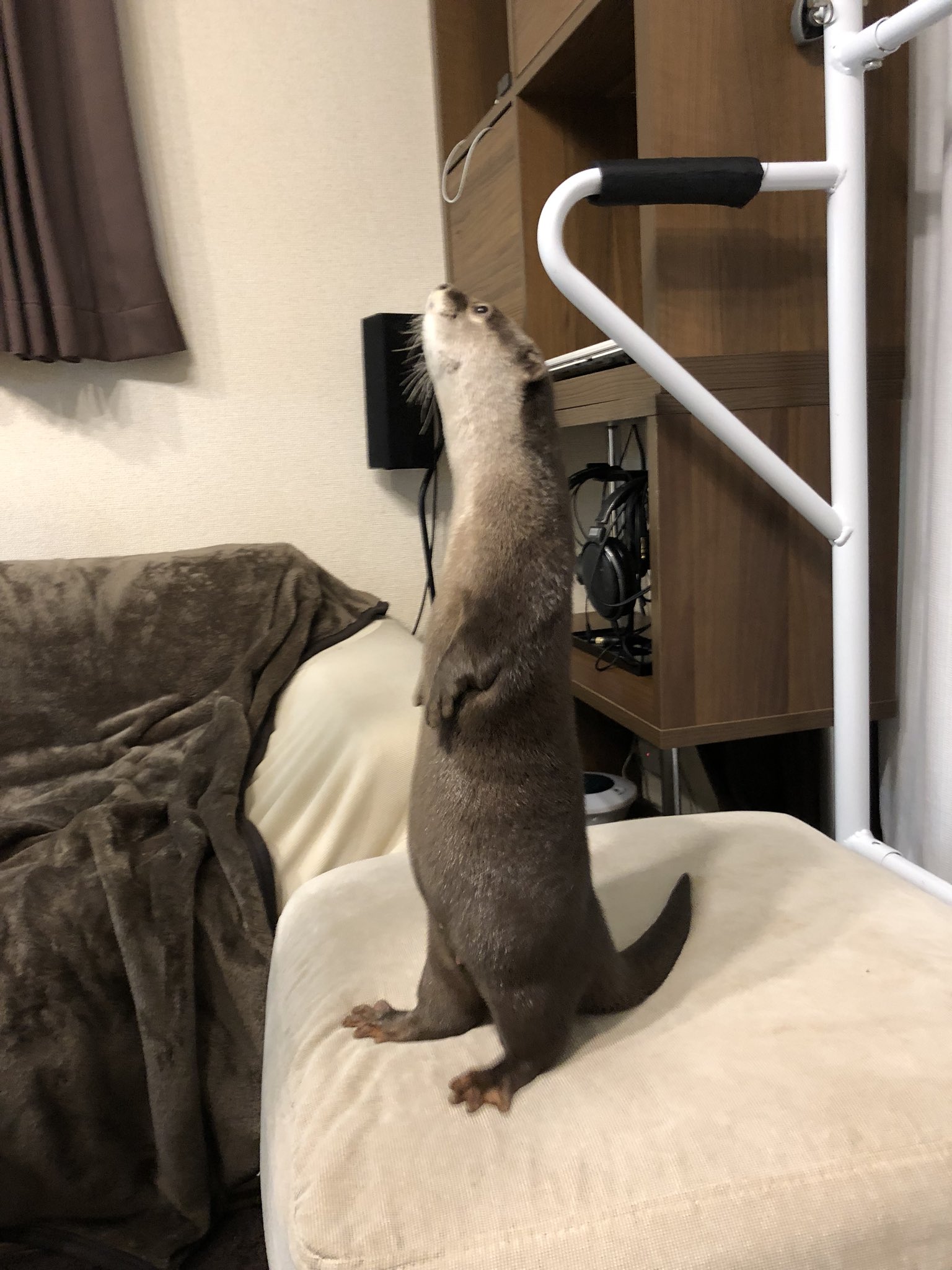 カワウソ FhrOlEhUUAEH7K_.jpg