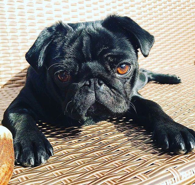 "A dog is one of the remaining reasons why people can be persuaded to go for a walk." O.A Battista
・・・
📸 credit: x.com/DogYouKnow1t ift.tt/2oJHUWj