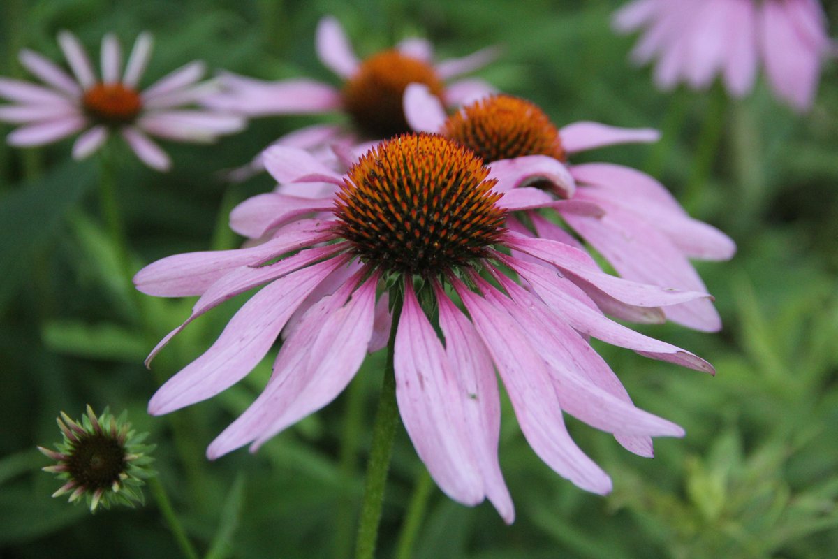 It is Native Plant Sale time again! Check out our website for more information on species available and order forms. tippecanoecountyswcd.org #nativeplants