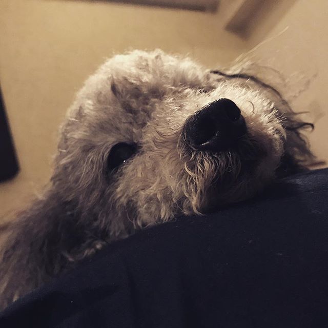 Takeshidoodle's tweet photo. Life is too short not to nap

#sleepingdog 
#トイプードル 
#おじいちゃん犬 
#Iamoldbutstillcute
#cute
#olddog 
#tokyo https://t.co/qTwQBwflhB https://t.co/w4eKafjXAz
