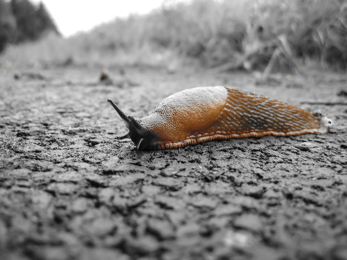 Metaldehyde is a common pesticide to kill slugs. Unlike other pesticides, Metaldehyde cannot be broken down by traditional water treatment processes and is very difficult to remove. Powdered Activated Carbon (PAC) is a proven solution to adsorb Metaldehyde bit.ly/2tgekMU