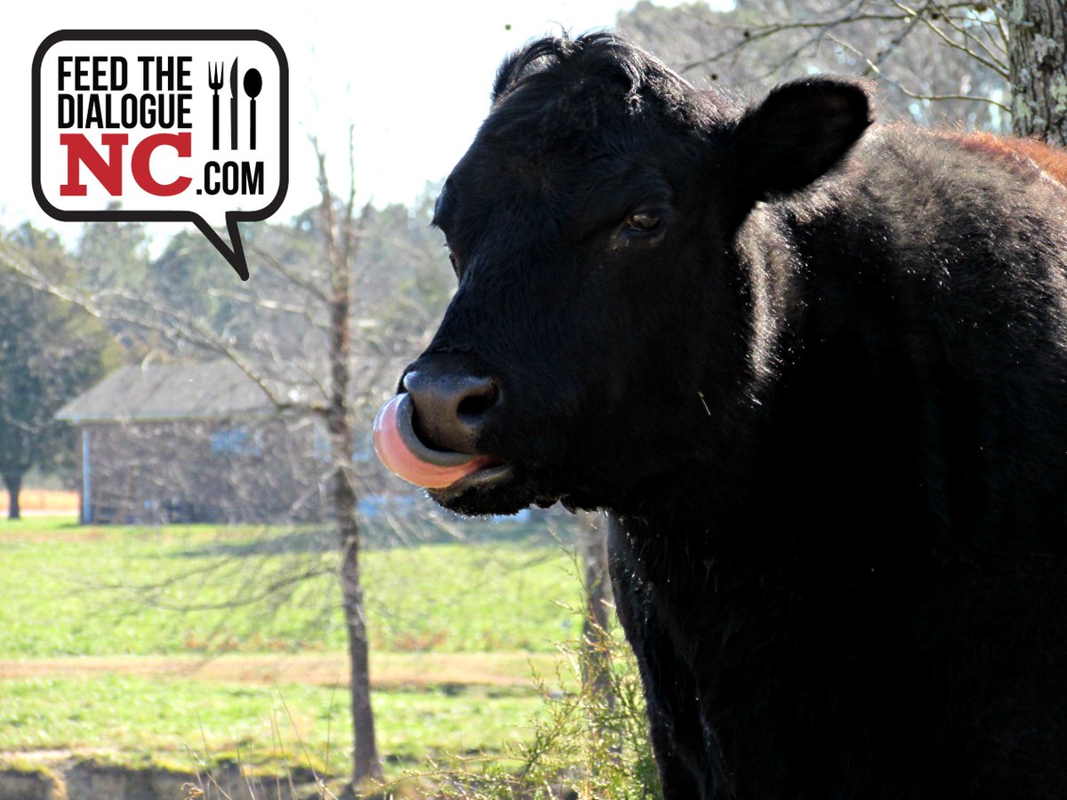 #DYK that cows have a 330 degree visual radius? Cows have a wide field of vision in order to help protect them from predators. #FeedTheDialogueNC #cows #agfacts #thankncfarmers