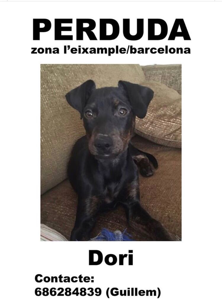 Perrita de un amigo , perdida en Barcelona ... Si alguien la ve o la ha encontrado . Gracias