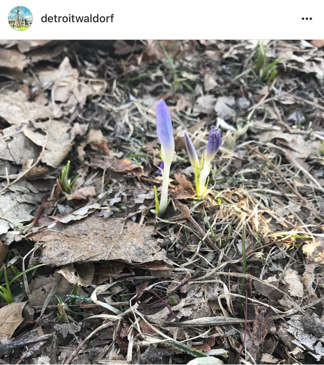 DetroitWaldorf's tweet photo. Hard to believe this photo of one of our school's gardens was taken just a few days ago! From Spring blooms to snow fall....#MarchinMichigan #MotherNature #WaldorfSchool #DetroitWaldorf https://t.co/oUGgvZwxHN