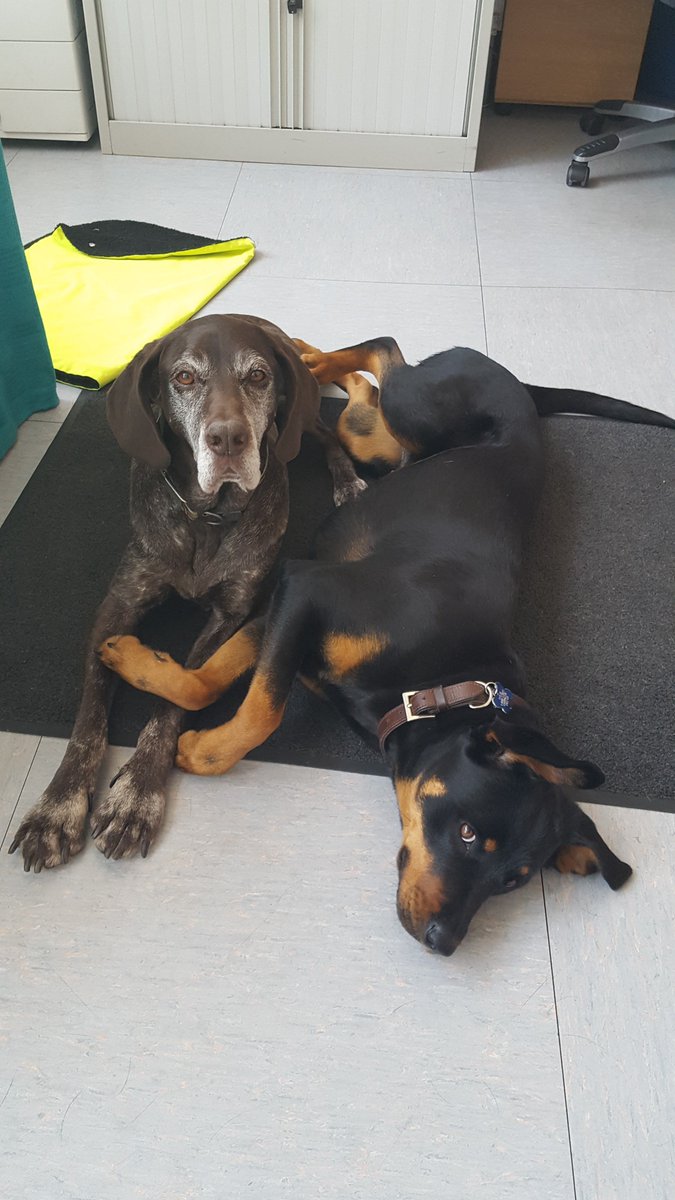 DogAidSociety's tweet photo. The Society provides dog owners on a low income with vouchers to help with neutering, call us for more info 0131 668 3633 https://t.co/SL712ETo3s