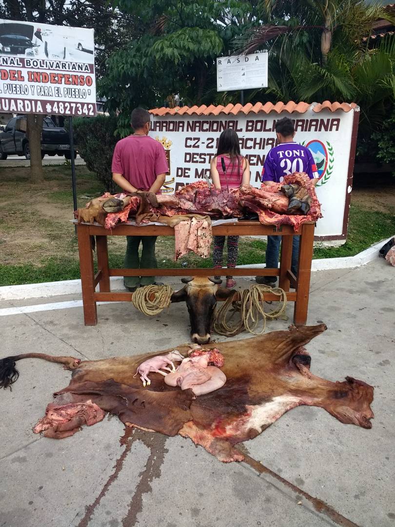 2. Incautando 660 lts de gasoil, 80 litros de gasolina y 1 vehículo Ford con un tanque de combustible adaptado. Tambien se desmanteló una banda dedicada al hurto de ganado. Fueron capturados 3 delincuentes descuartizando a una vaca la cual se encontraba en periodo de gestación.