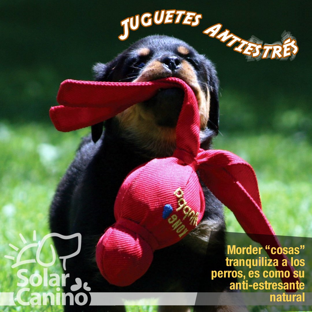 solarcanino's tweet photo. Es sabido que nuestras mascotas también se estresan. Cualquiera que sea el motivo, hay juguetes que podemos utilizar para intentar calmarlos.
#SolarCanino #JuguetesAntiEstres #JuegosDeInteligenciaCaninos #EnriquecimientoCanino #EjercicioMentalCanino #JuegosInteractivosParaPerros https://t.co/LDcOVzzr39