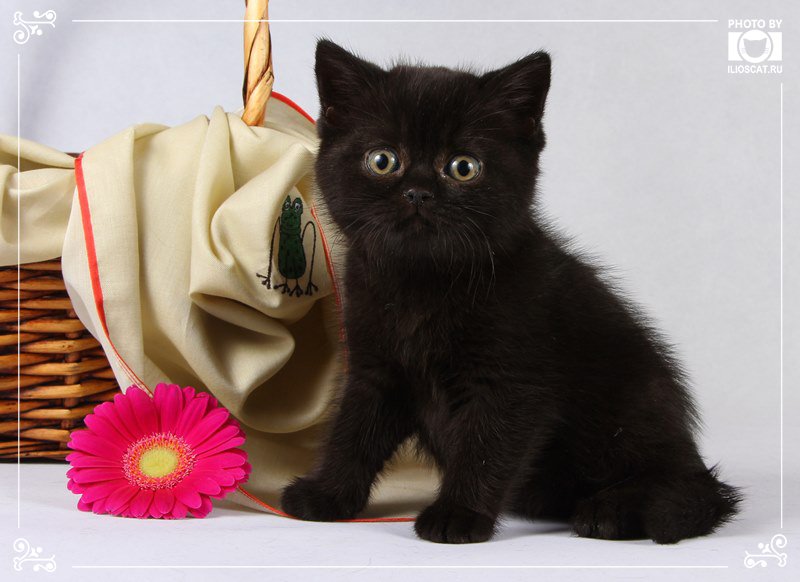 ILIOSCATS's tweet photo. Настоящие черные британские котята - https://t.co/RB57A2TnFA 
#черный #black #черныйкот #красавец #весна https://t.co/QA3yGYHMnj
