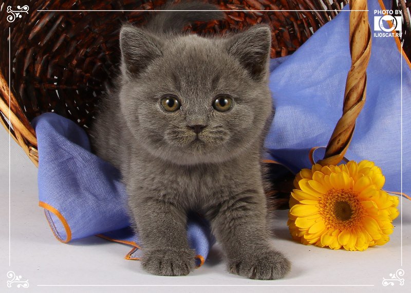 ILIOSCATS's tweet photo. Голубые британские котята - https://t.co/RB57A2TnFA
#голубой #серый #котенок #ручнаяработа #мишка #весна #мальчик https://t.co/bc8pLqe5Ci