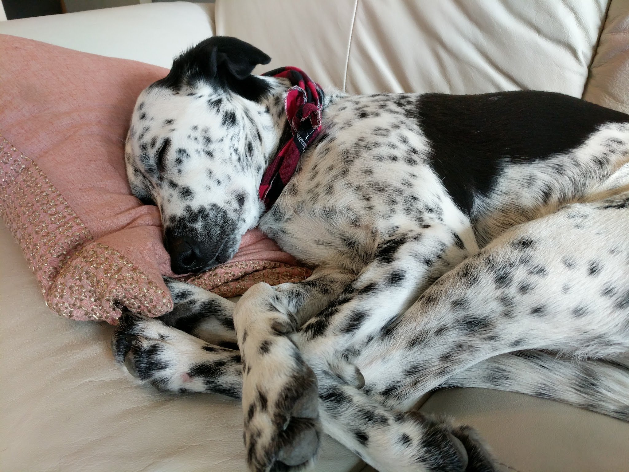Dalmatian hotsell blue heeler