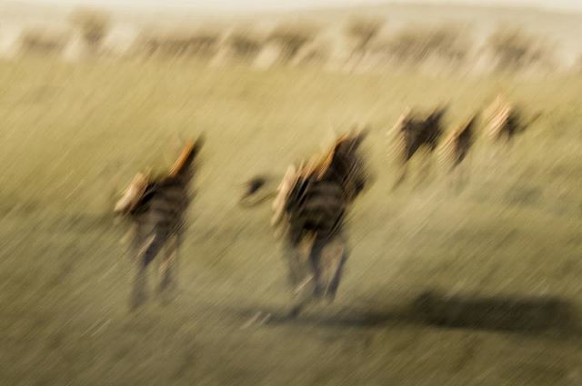 “Become so absolutely free that your very existence is an act of rebellion.” - Camu

#Kenya #explorekenya #Africa#exploreafrica #maasaimara #zebras #wanderlusting #seetheworld #mytravelgram #moving_pictures___ #icm #slowshutter #intentionalcameramovement #photopainting #arto…