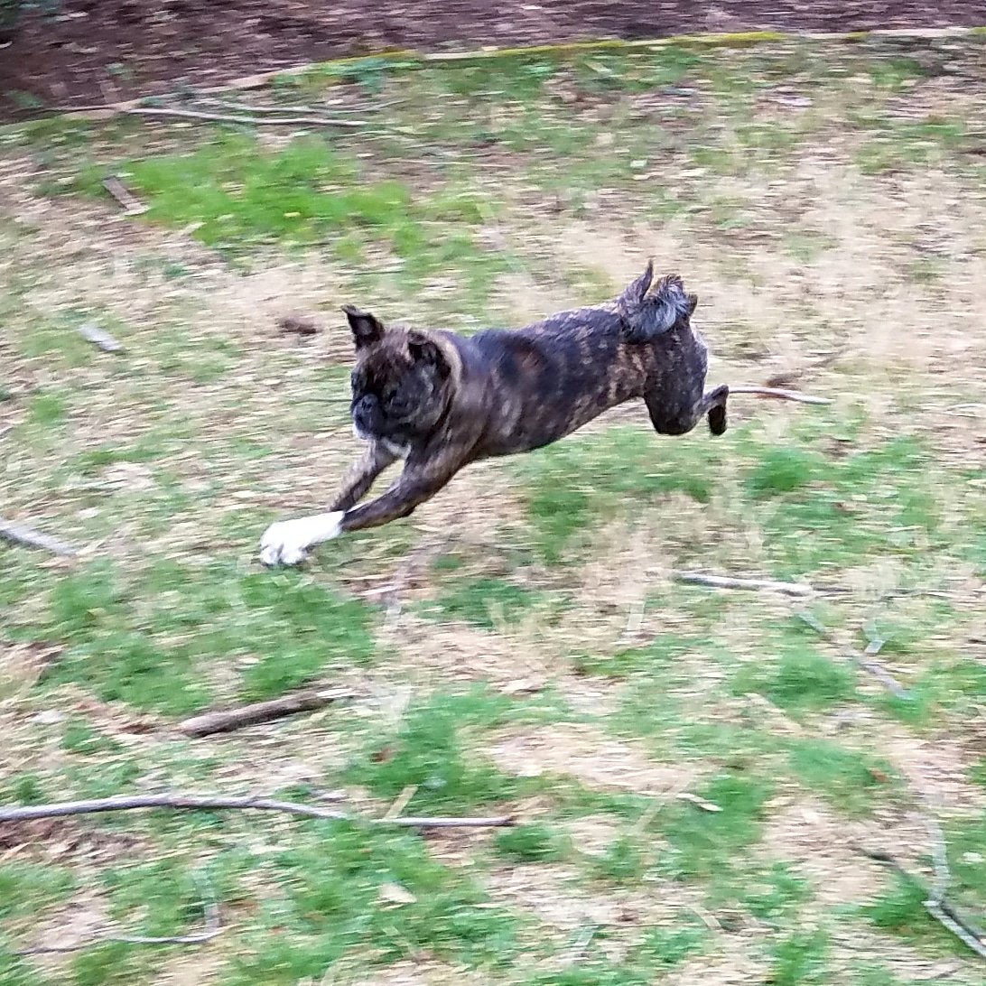 funaek's tweet photo. Monkey & her monster white paw going crazy! #pugtona #pugzoomies #racingmonkey https://t.co/aa0GquHgo1