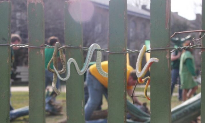 StPatsBoard's tweet photo. Watch #SnakeInvasion live https://t.co/KQgBymTcEl https://t.co/t9BqtuhDhb