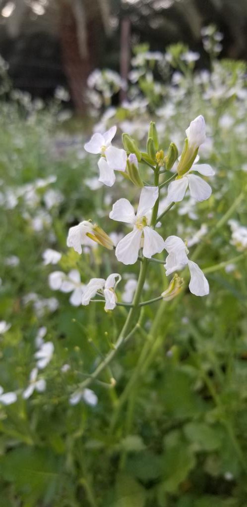 abdullahupdate's tweet image. By #Galaxy_Note_8
#Samsung_Note8
#Note8
@SamsungMobileSA