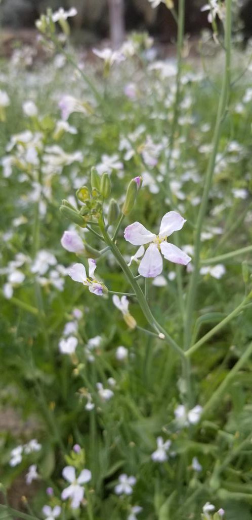 abdullahupdate's tweet image. By #Galaxy_Note_8
#Samsung_Note8
#Note8
@SamsungMobileSA