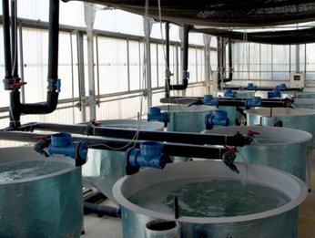 IPacuicultura's tweet photo. . @irtacat Sant Carles de la Rápita realizará los ensayos en peces (#dorada, #trucha, #lenguado) de los prototipos de pienso generados en el proyecto #LIFEBrewery a partir subproductos de la industria cervecera https://t.co/edJodofNRL #acuicultura https://t.co/2NmYvGi69x