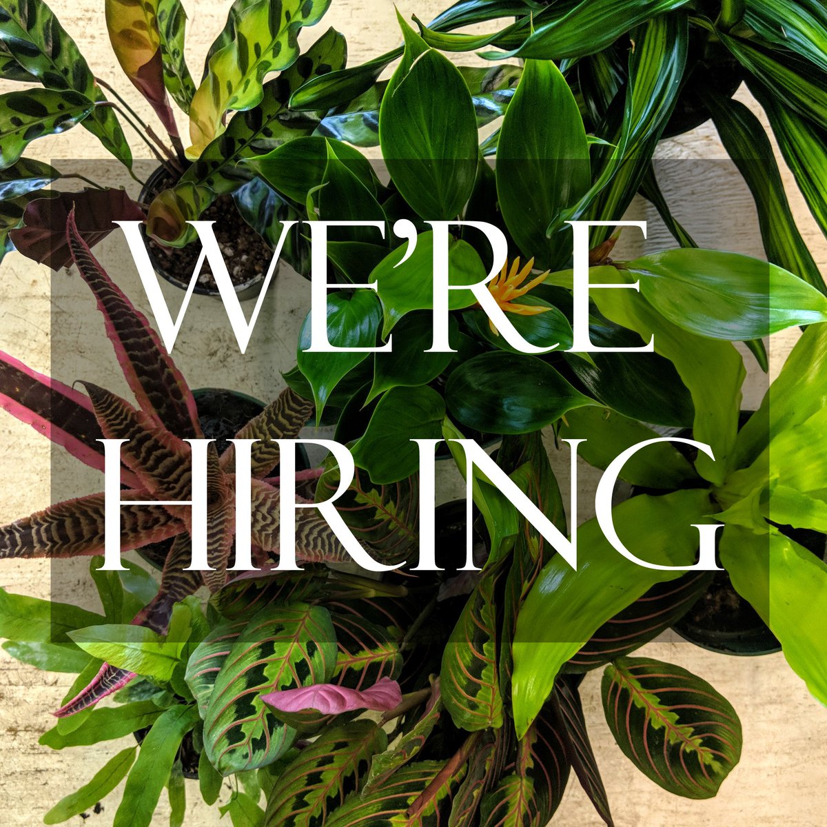 HardingBotanica's tweet image. We're hiring!! Come join our team: Part Time Horticultural Technician in Boston/Cambridge #Massachusetts #Bostonjobs #Boston #jobs hardingbotanicals.com/careers/