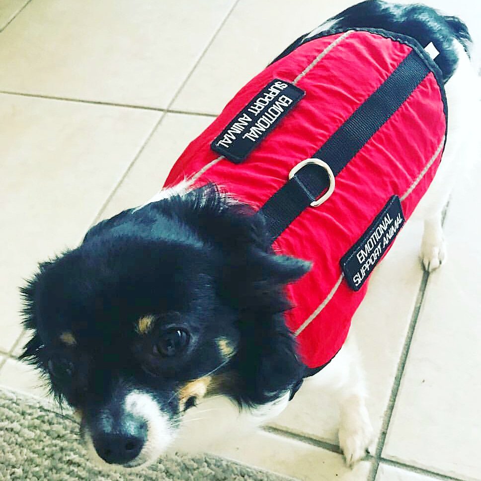 usserviceanimal's tweet photo. An emotional support animal is a very precious friend. Obviously a gentle soul that can make anyone's day a little brighter.
#ussupportanimals #emotionalsupportanimal #emotionalsupportdog #esadog #esadogs #dog #dogs #friends #vest #esavest #emotionalsupportanimals https://t.co/JtJwWpeGro