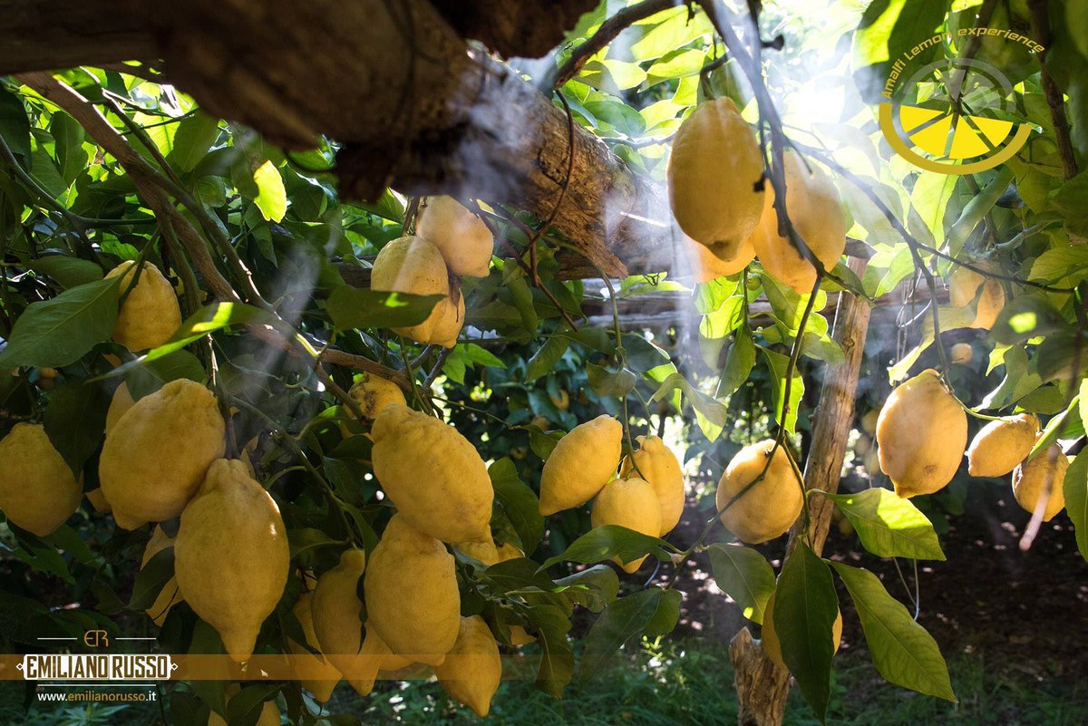 salaceto's tweet photo. #Amalfi #Lemon #experience &amp; #tour ... #amalfilemons #amalficoast #educationaltour #emotionaltour #organicfarm #familyfarm #familyfactory #limoncellotour #limoni #LemonMind🍋 #travelling #picoftheday #sfusatoamalfitano #acetofamily #traditions #agricolturabiologica https://t.co/P0jaz1tnaj