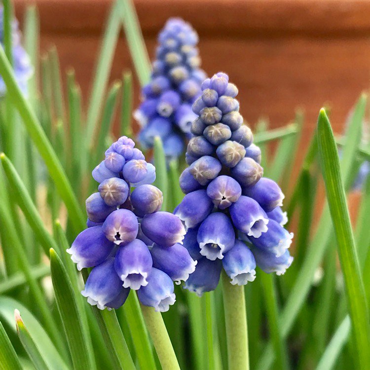 AmbienceFineArt's tweet photo. Muscari planter in the greenhouse is looking very vibrant #signsofspring... via @gardentags https://t.co/n37YxfKSGw