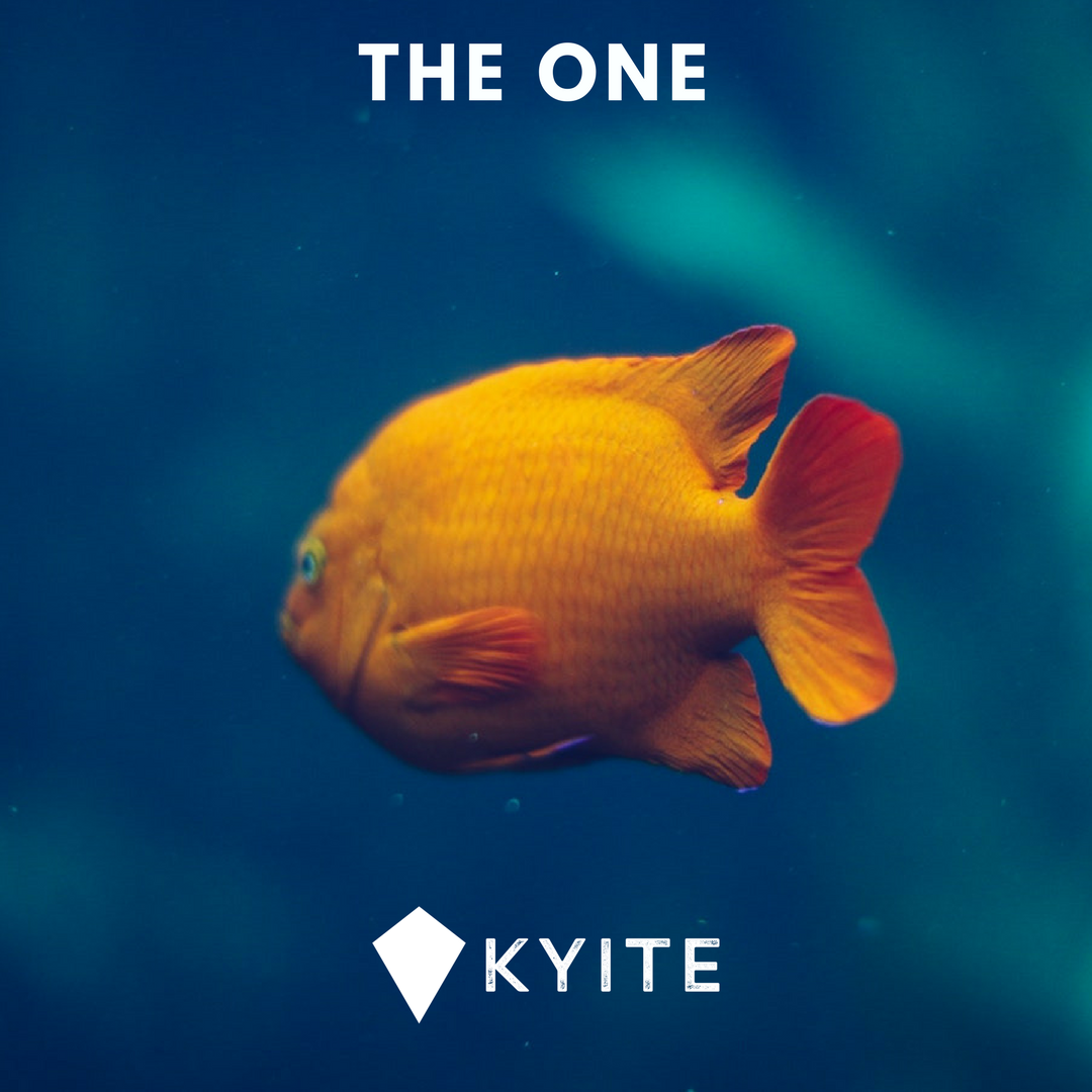 KyiteMessenger's tweet photo. There are plenty of fish in the sea. But some fish are better than others. #kyite #theone https://t.co/6jZhFaUl5u