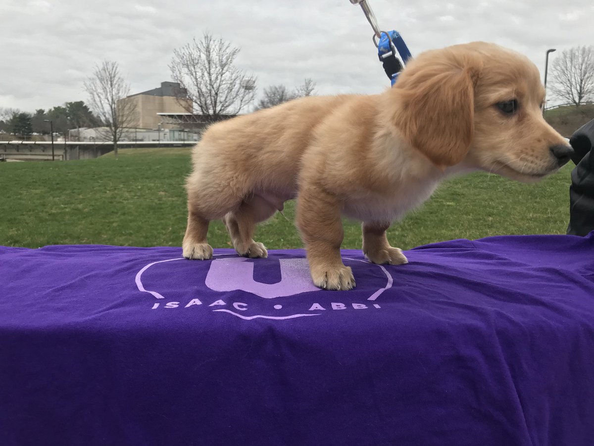 UnityWVU's tweet photo. ATTENTION: 

Puppies &amp; Pancakes outside of the Rec Center. 🥞🐶

Vote #UnityWVU on March 7th-8th https://t.co/yVwsu3hmGP