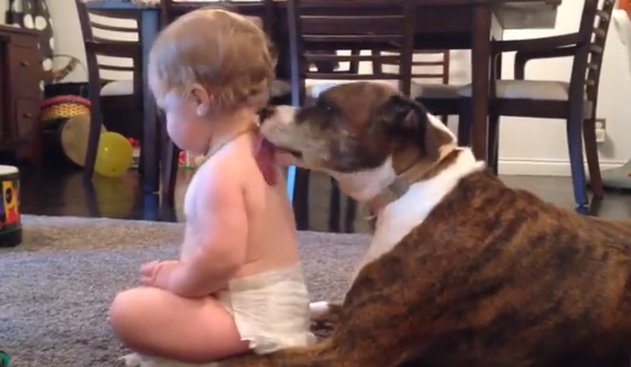 WeLoveDogsUSA's tweet photo. Baby Gets a Tongue Bath
#childrenanddogs #cutedogs #funnydogs 

@TheLuckyPupp @mesmitch #dogcelebration @j_zeverino @m_yosry2012  @HamillHimself #mydogiscutest #nuzzies @Berti_and_Ernie 
@Rossmac212 @WynneGuglielmo @dogandpuplovers  @EmiForLove @Dogzprinted  @CUTEFUNNYANIMAL https://t.co/TBQ4dfxx97