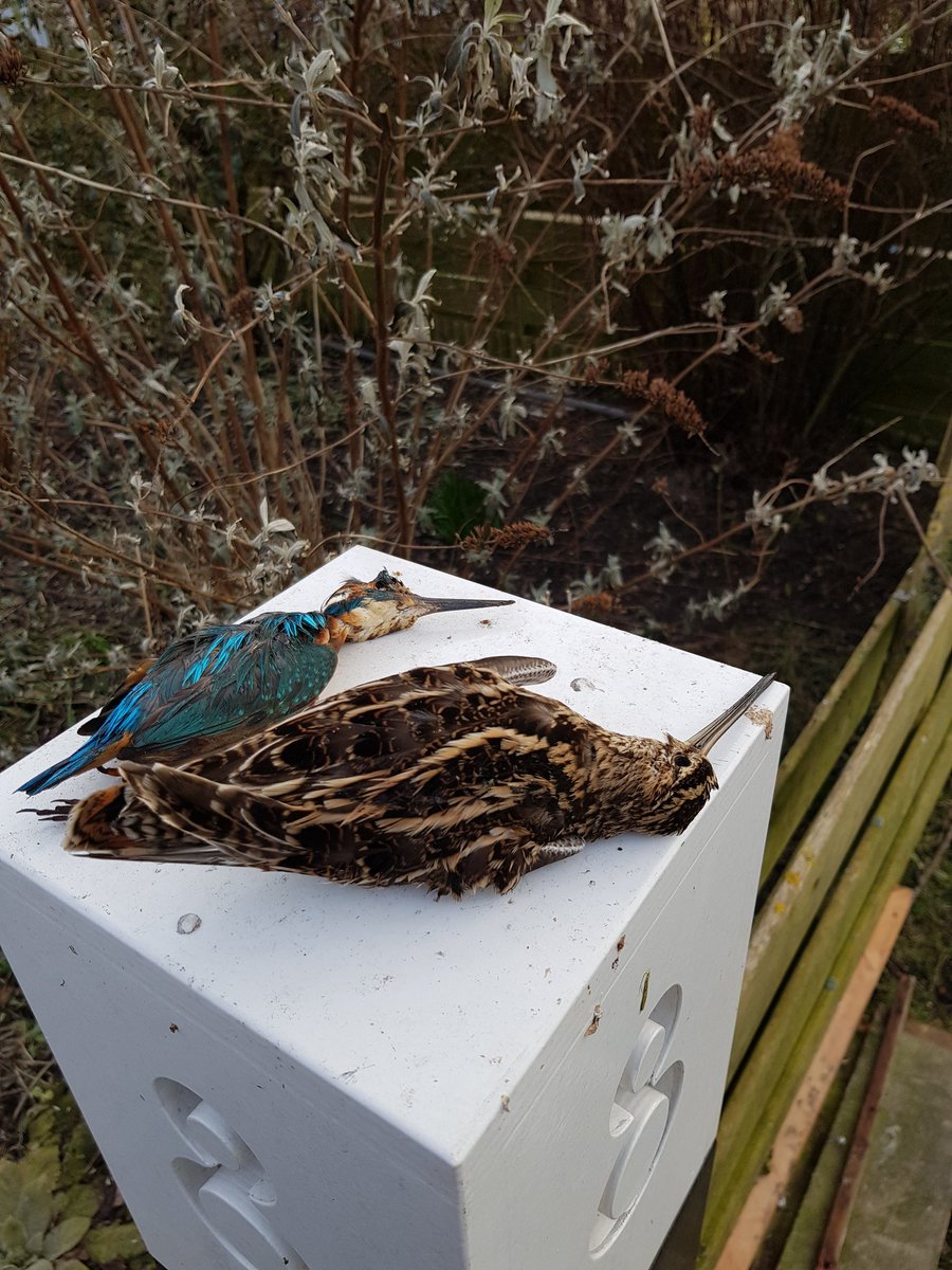 Volgende slachtoffer van de koude periode!
Het hoort er natuurlijk bij, maar toch jammer.