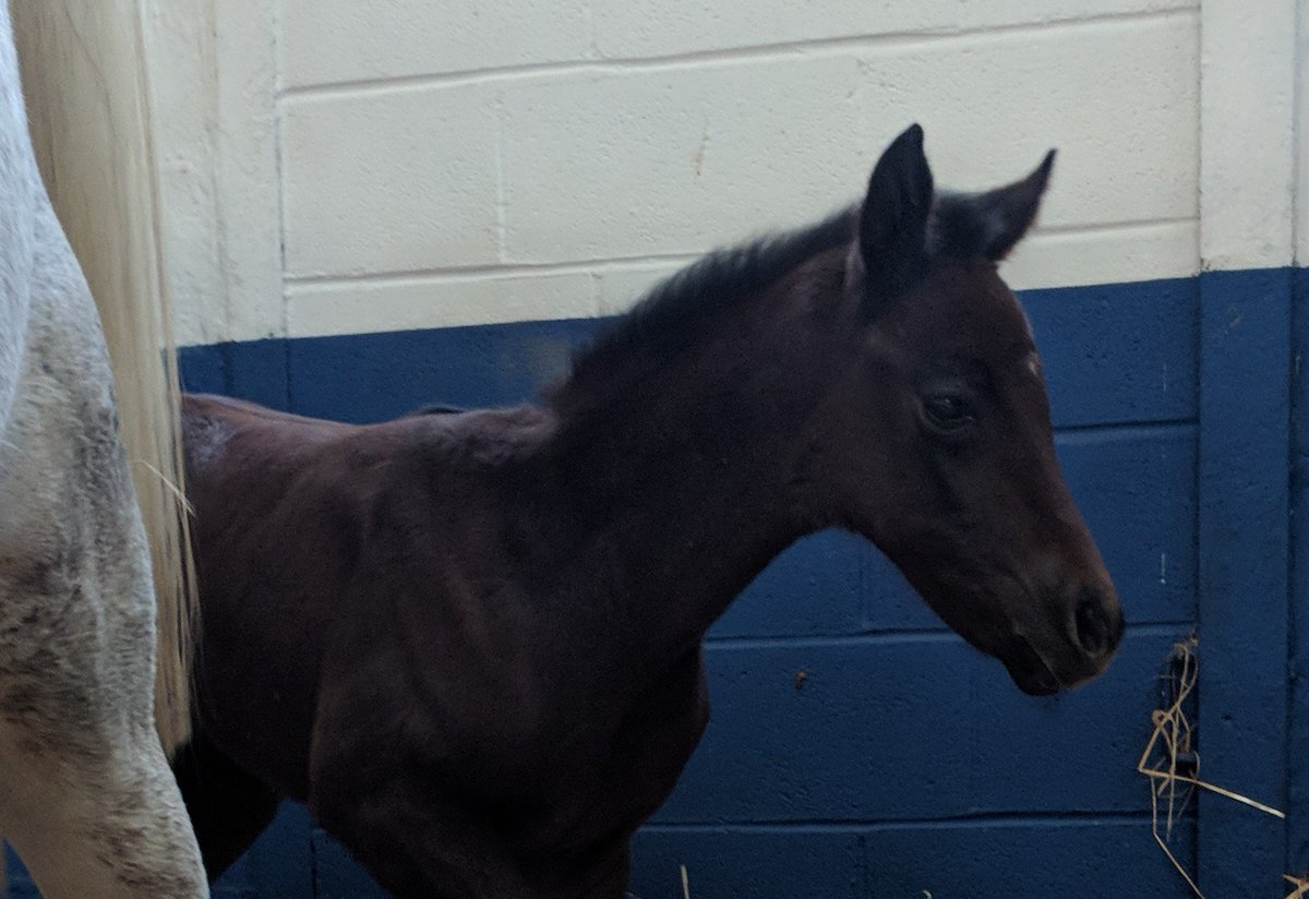 NatalieFolland's tweet image. She's an absolute darling #Mayson #Skyrider ♥️