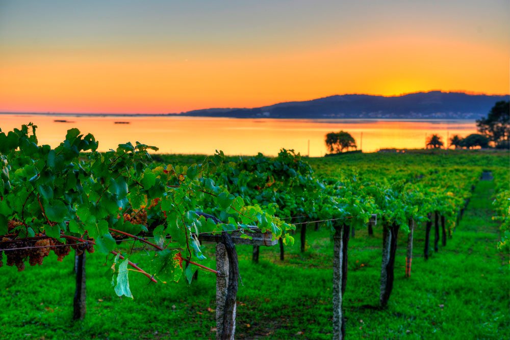 Perderse entre nuestros #viñedos de <a href="/pazosenorans/">BODEGA PAZO SEÑORANS</a> en un anochecer dorado. ¡Un placer único y mágico!