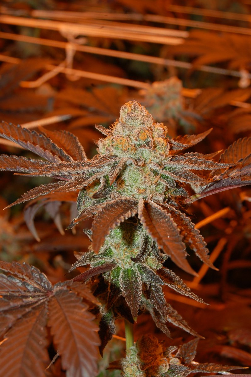 benzofarms's tweet photo. Platinum Cookies 🍪 📷 by @themayorofdabcity #platinumcookies #WAgrown #benzofarms #pnwstoners #pnw #portangelesstoners #washingtonstoners #weed #cannabis #mmj #successfulstoners #i502 #marijuana #420 #love #staylifted #livingthedream #cannafarmer #hydro #farmlife https://t.co/o70iekHAPo