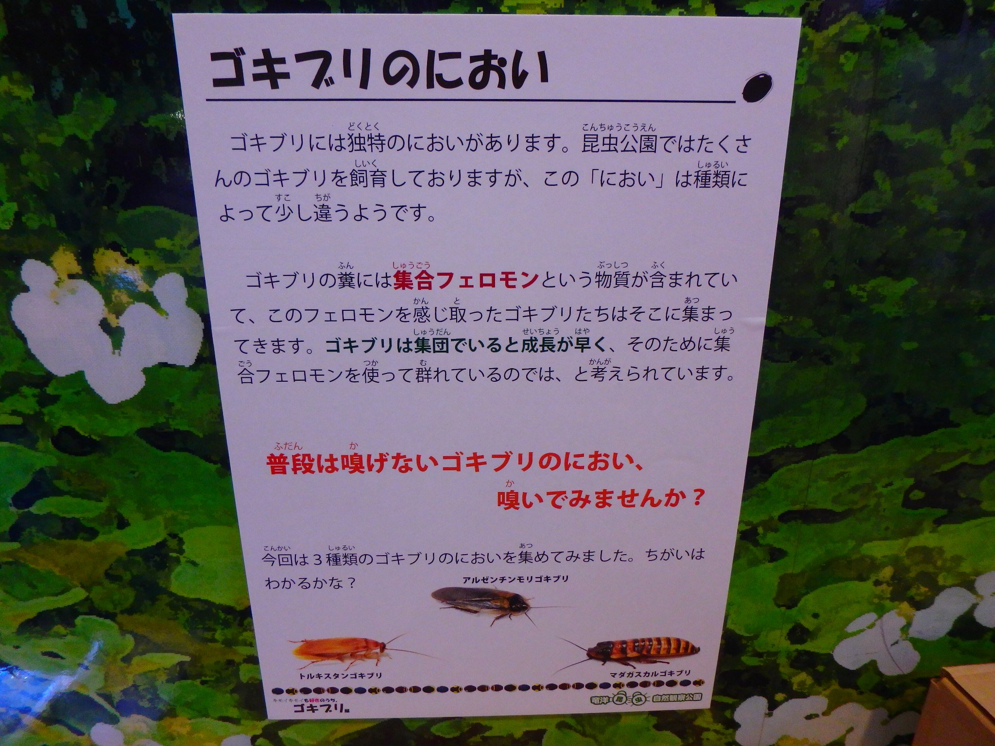 女ゴリラ ゴキブリは種類によってにおいがちがう トルキスタンゴキブリはバカくせい アルゼンチンモリゴキブリ は塩こんぶのニオイがして何度もにおいを嗅いでしまった おにぎりの具にしたい ゴキブリ展 T Co 0xcgzsvwny Twitter