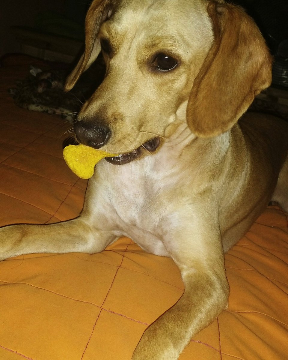 solomelok's tweet photo. Dory y su golosina❤❤ https://t.co/rRaCB12Fhd