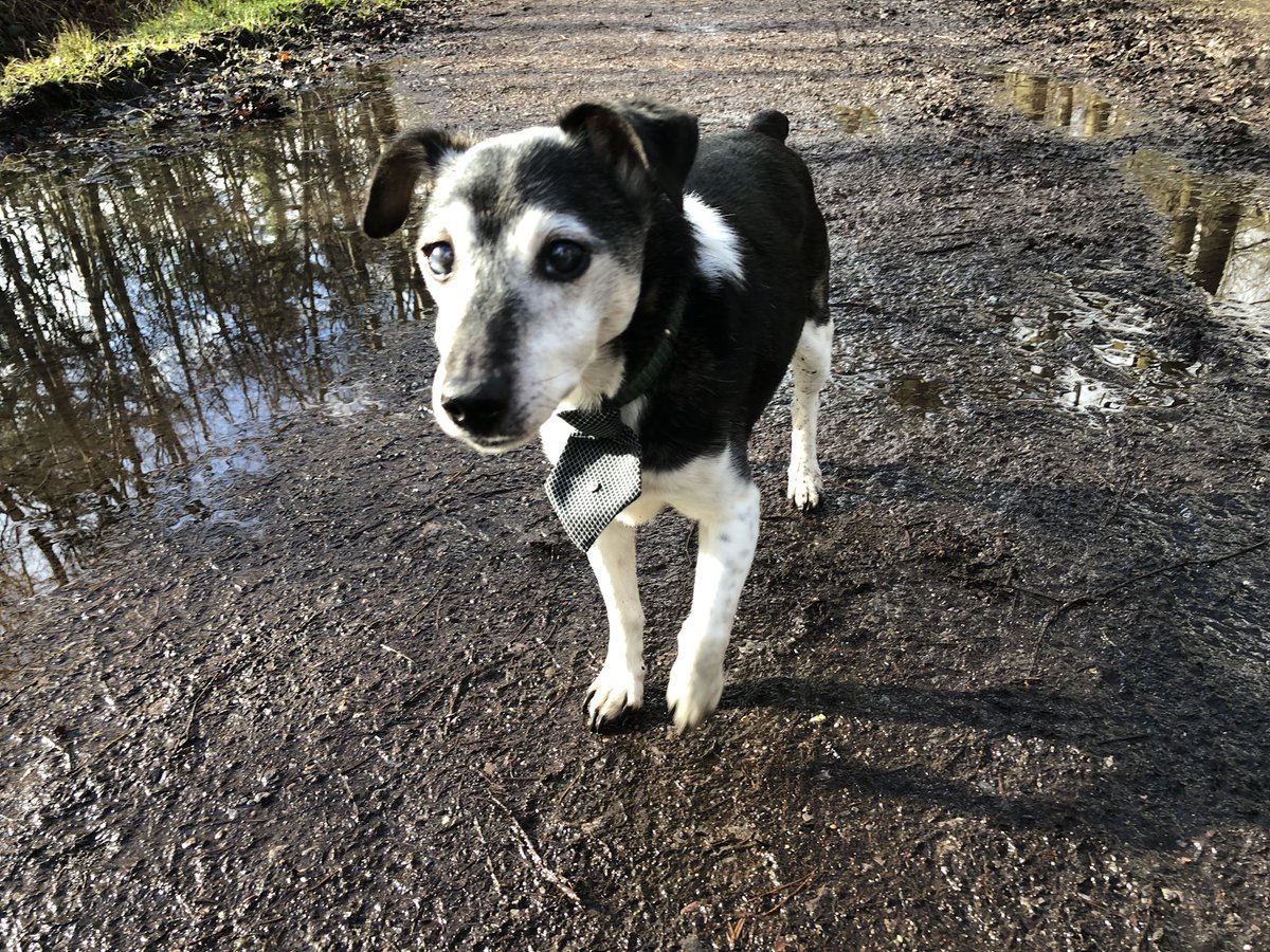 ArchieAndWilson's tweet photo. Please walker, no more mud I want my fluffy warm blankie https://t.co/ICV3yFe8Hd
