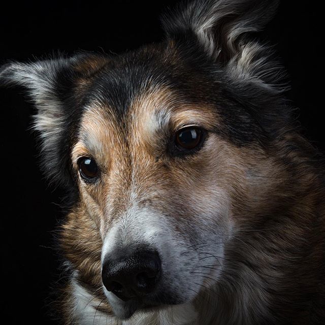 Layton_Bennett's tweet photo. Another of Guss from yesterday’s #photoshoot in my #photographicstudio loving the detail and light.
#interfits1 #pet #petportrait #studiolighting #portrait #portraitphotography #animalphotography #dogs #lovemydog #newquay #cornwall https://t.co/ogWT4sw7Nh https://t.co/HiJGtzhYRh