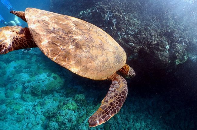 leisurepro's tweet image. Some great #divedestination recommendations from @PADI: bit.ly/2ELKtjO