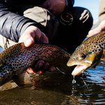 Photo by Trouts Fly Fishing (@TroutsCO)