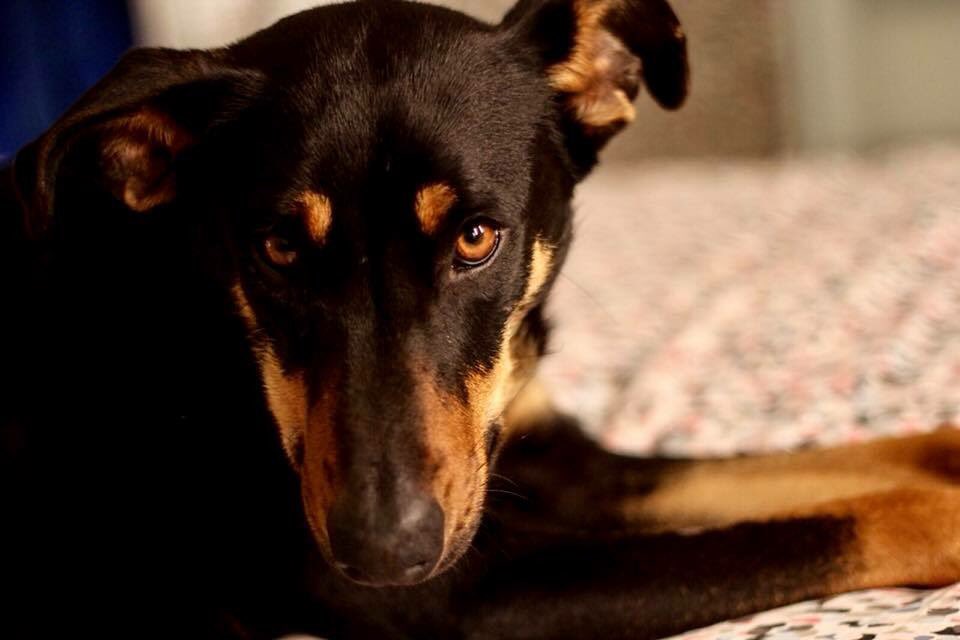 modepran's tweet photo. ABI (1 Año)
Hembra cruce de pastor alemán (15 kg.) Abi es una cachorrona alegre y graciosa que se lleva bien con niños, perros, perras y gatos.
Abi fue encontrada, junto con sus dos hermanos Ley y Cero, en el parking de un centro comercial. 662366480 ADOPTA 🙏🙏🙏 https://t.co/DmY0GxKZKc