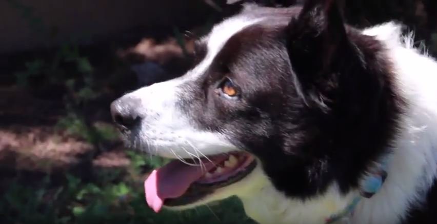 bordercolliefc's tweet photo. The Story of Zach https://t.co/nP6ahGglFa #bordercollie #Dogs #bordercolliefc https://t.co/ZvVtLsgDL8