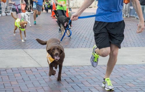 FleetFeetBlm's tweet image. Having a "ruff" time finding the motivation to run? 🐶 Go fetch those runs with a furry friend at your side. 🏃🏻‍♀️🏃🏽 #DogsWhoRun #dogsofinstagram