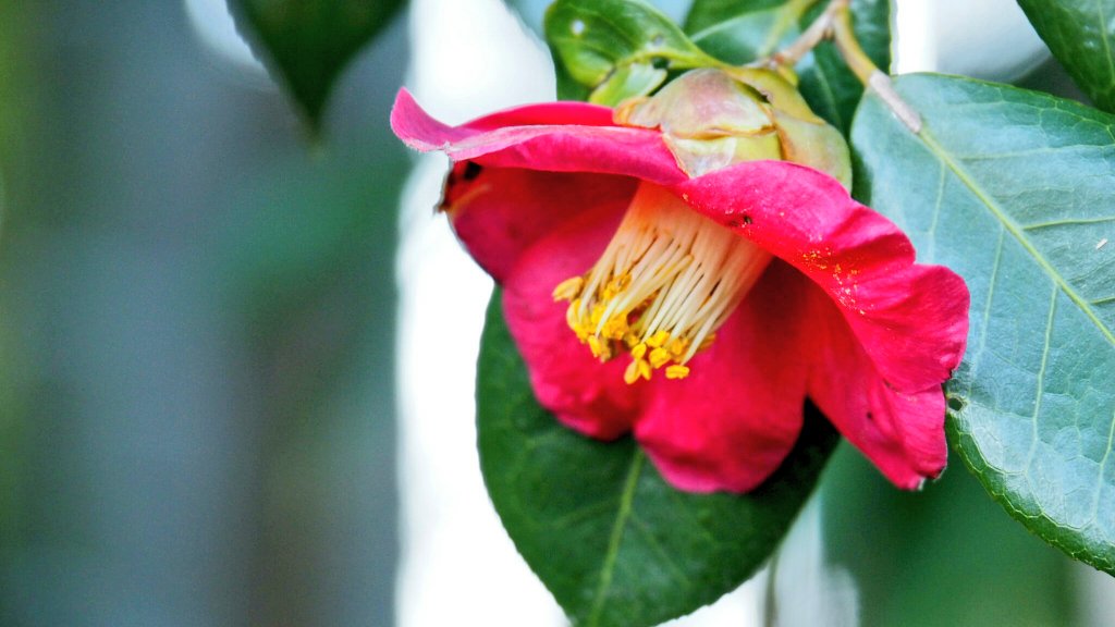 #藪椿 #ヤブツバキ #椿 
#CamelliaJaponica #Flowers