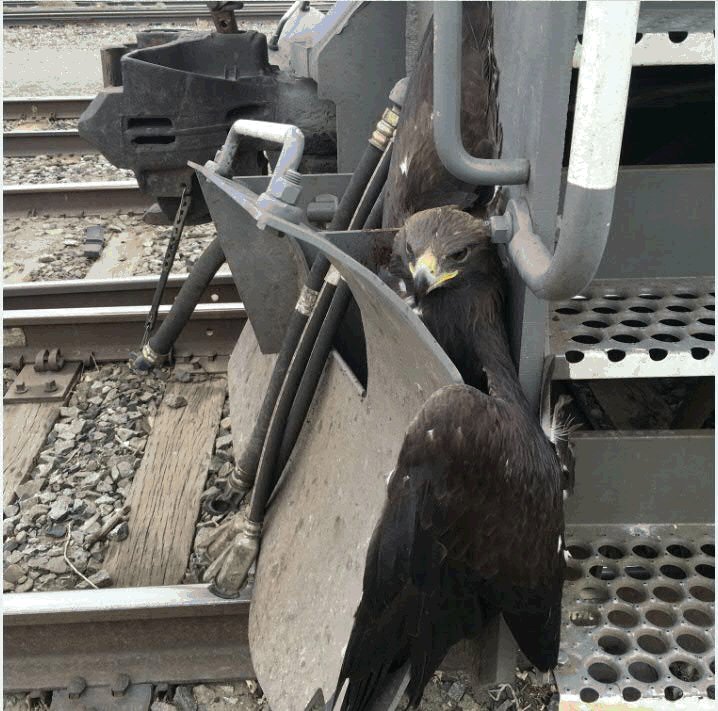 UnionPacific's tweet photo. UP employees in Stockton, California, made an unexpected discovery on Valentine’s Day. A Golden Eagle became trapped in a locomotive's plow somewhere between Nebraska and California – and survived. Read more about the heroic efforts to rescue the bird: https://t.co/yB7yJxDTBZ https://t.co/L1qjBDK8Hk