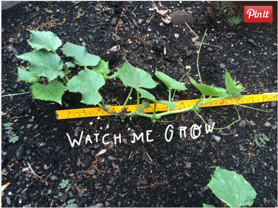 PBSKIDS's tweet photo. Have a garden or houseplants? Here's how you can use them to grow math skills! https://t.co/sNnv55fsTM https://t.co/ap08a0VCqy
