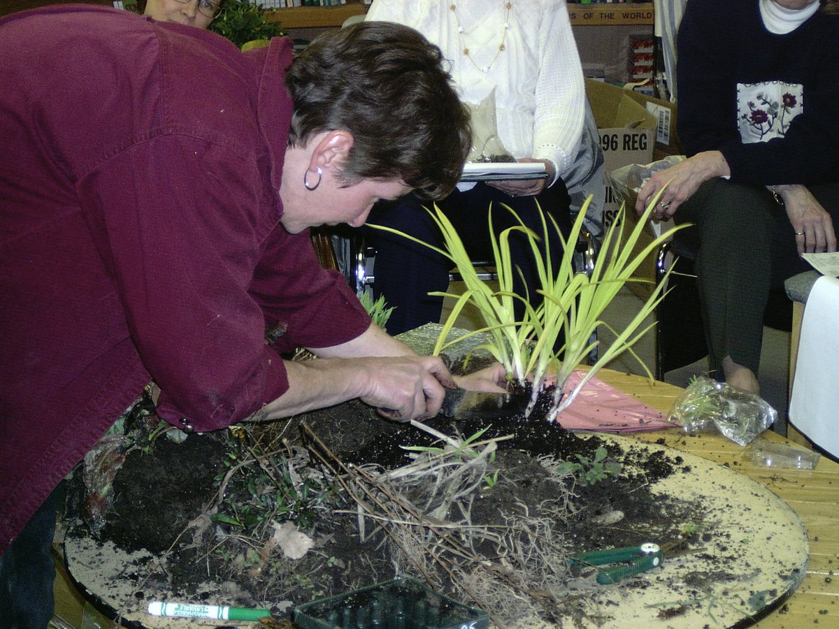 GardenPoss's tweet photo. Forgot one of the workshops - 
3hr Lifting &amp; #DividingPerennials workshop, April27
(you'll be taking home starter divisions of at least 6 perennials).
Workshops limited to only 6, so register soon!  Email anytime with questions.
.GardenPossibilities.com for details.  Evelyn https://t.co/wot8gzDhNV