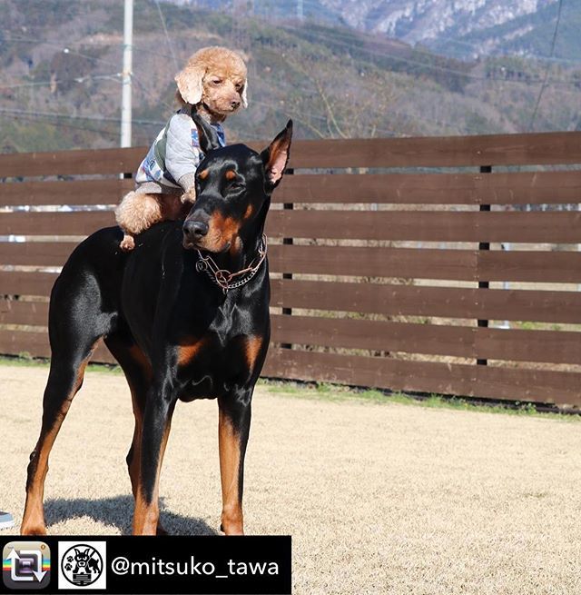 EvaDogcom's tweet photo. Let’s go my friend 🤞💪 📷➡️@mitsuko_tawa #dogs #dog #toypoodle #poodle #doberman https://t.co/p2wjY7uHdO