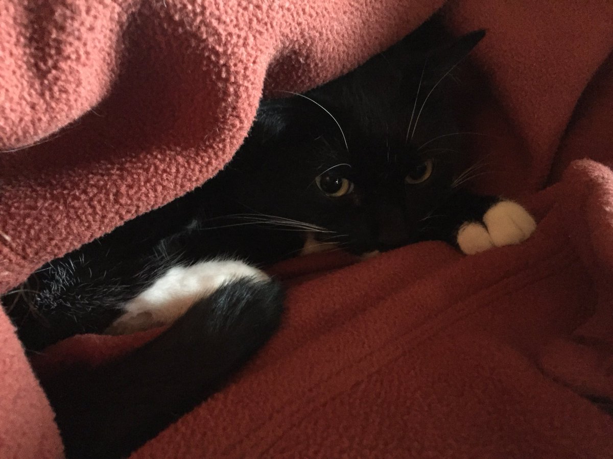 BlackCatFrazz's tweet photo. I’m not the only person who tucks their cats in if they look cold, right?
#OkIzLittleBetterButNeedStoryNow
#NoNotThatOne
#NotThatOneEither
#YeahThatOne
#YouGottaDoTheVoicesToo
#TuxieTuesday #tunatuesday https://t.co/6Uree6bv58